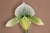 Paph. Luna Moth